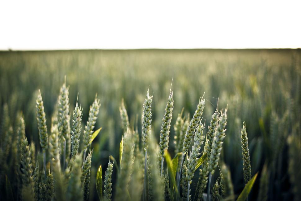 Free Image of Close view of green wheat plants growing in a vast, expansive field. 