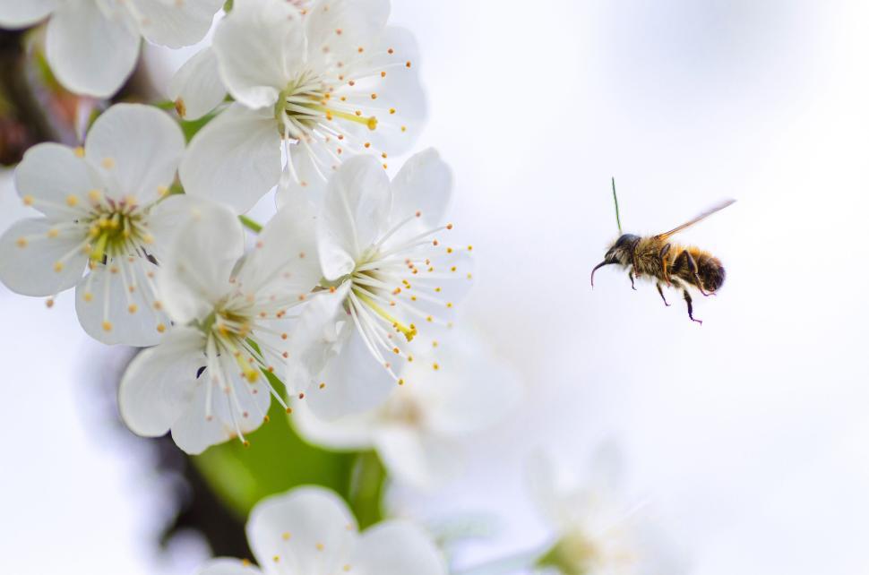 Free Image of Bee flying near white flowers during daytime in natural setting 