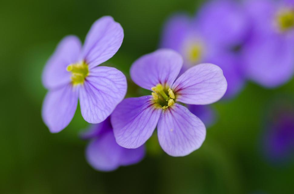 Free Image of Close-up of vibrant purple flowers with green background outdoors 