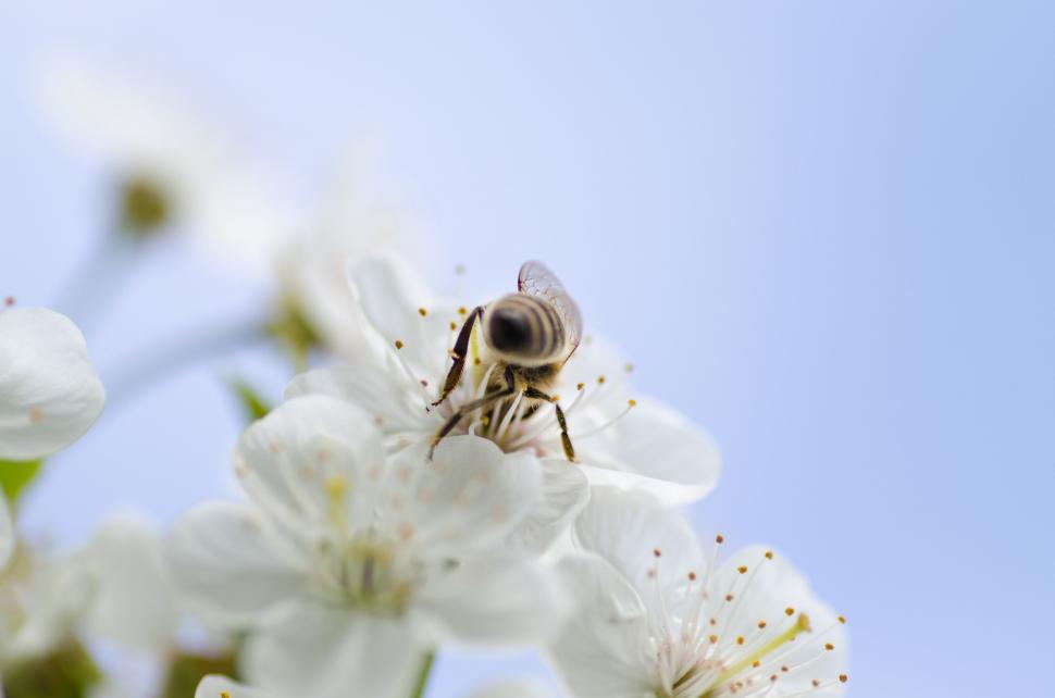 Free Image of Bee on white flower under the clear blue sky macro photo 
