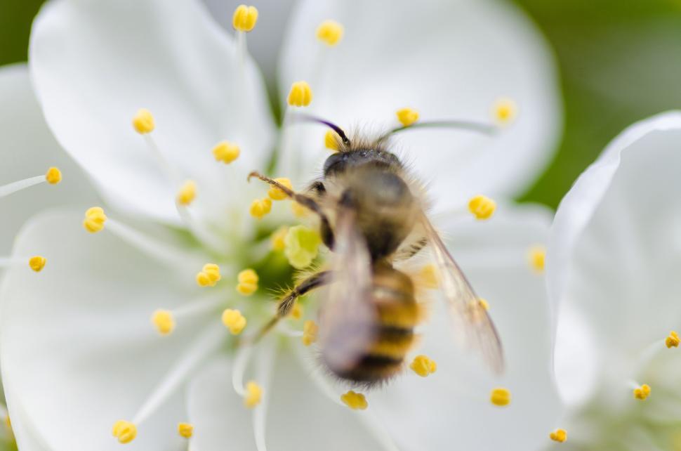 Free Image of Bee collecting nectar from white flower with bright petals 