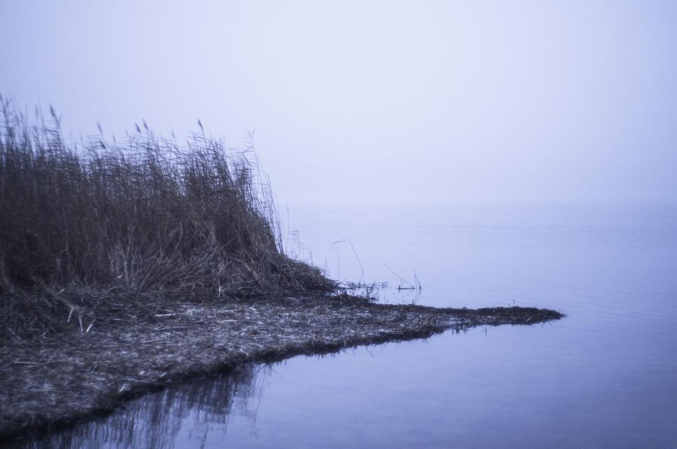 Free Image of Serene lake with reeds and foggy horizon at dawn, tranquil view. 