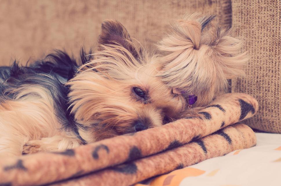 Free Image of Adorable small dog resting on a cozy blanket on a couch 