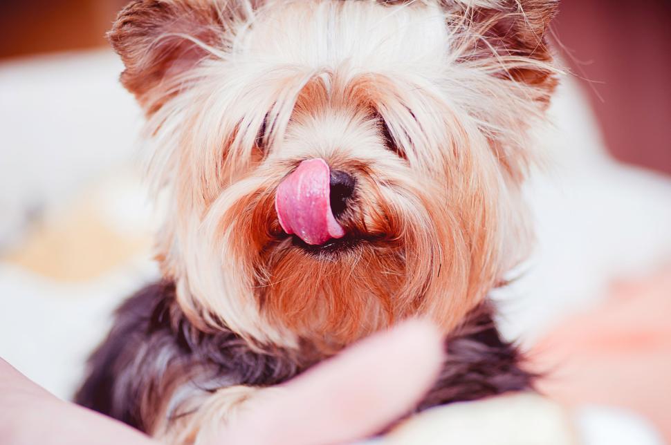 Free Image of Cute Yorkshire Terrier licking nose with blurry background. 