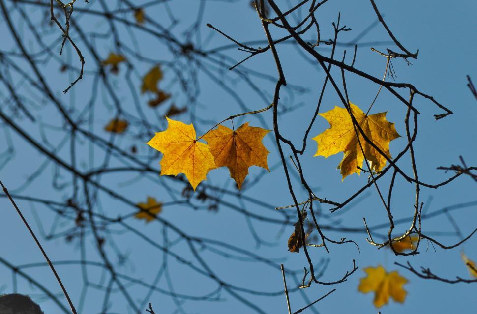 Free Image of Yellow autumn leaves on branches against a clear blue sky. 