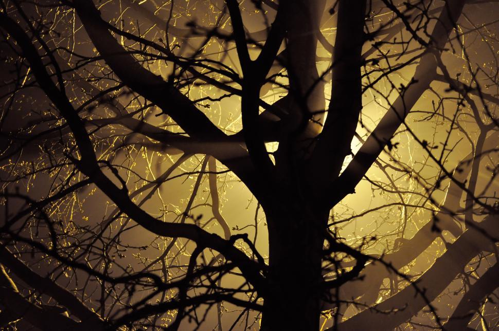 Free Image of Backlit tree branches creating a dramatic silhouette in the night fog 
