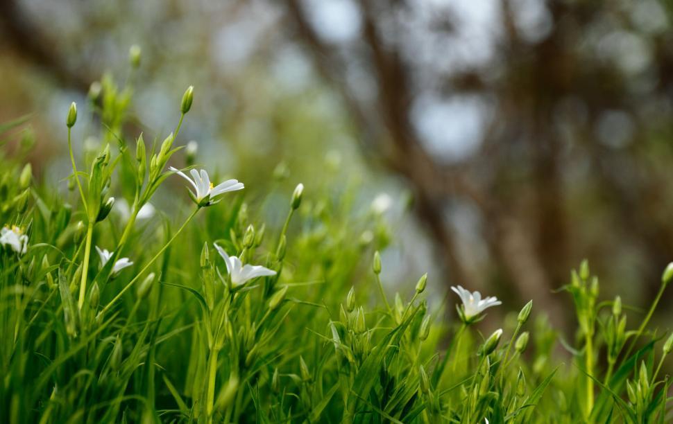 Free Image of Macro shot of delicate white flowers blossoming in a vibrant green field 