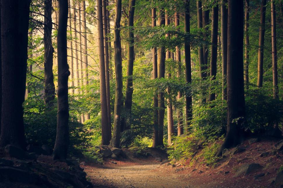 Free Image of Sunlight streaming through tree trunks in a serene forest pathway. 