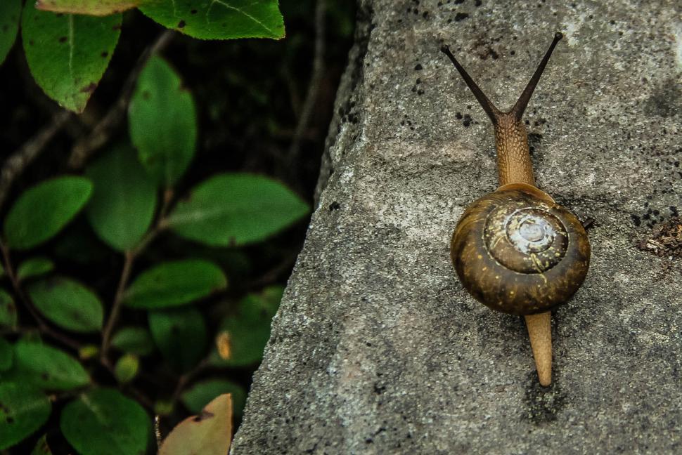 Free Image of Close-up view of a snail with a shell on a stone surface outdoors 