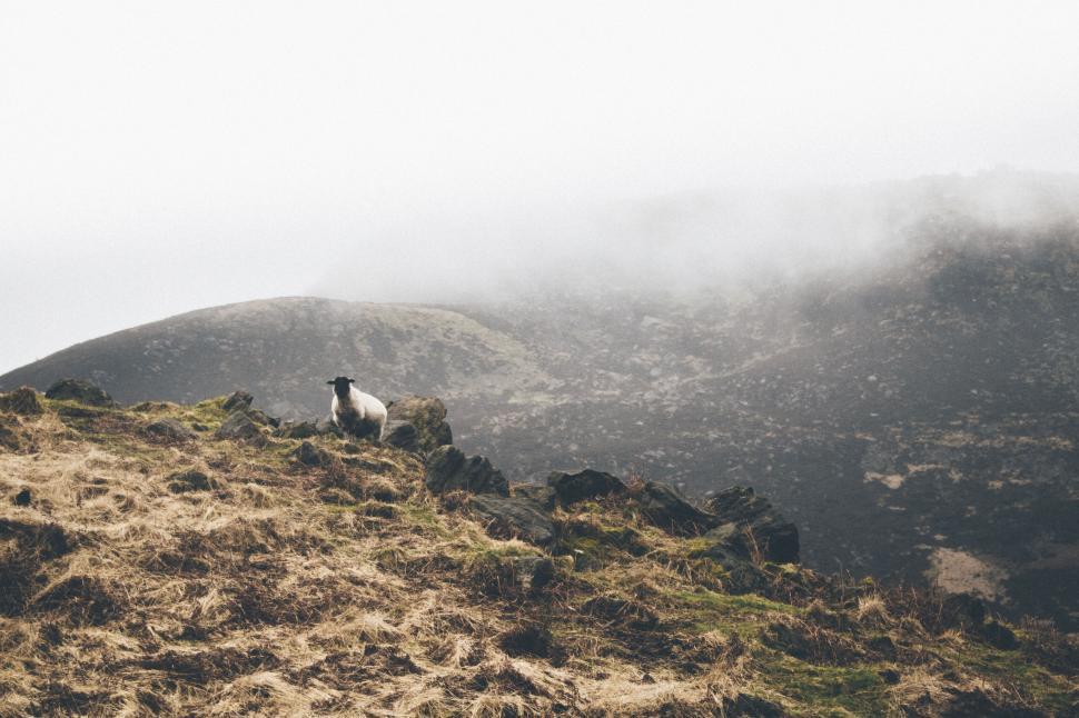 Free Image of Sheep standing on rocky terrain surrounded by misty mountains. 