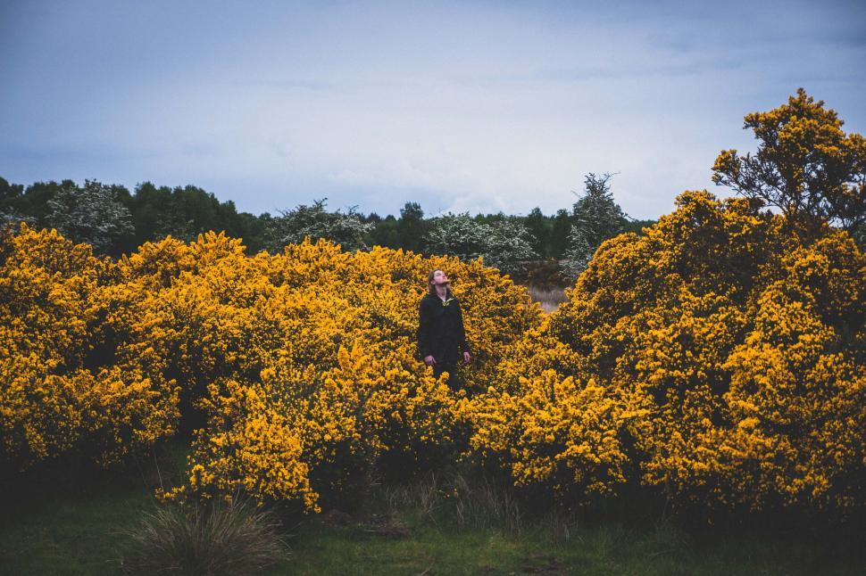 Free Image of Person standing amidst bright blooming gorse bushes under a cloudy sky. 