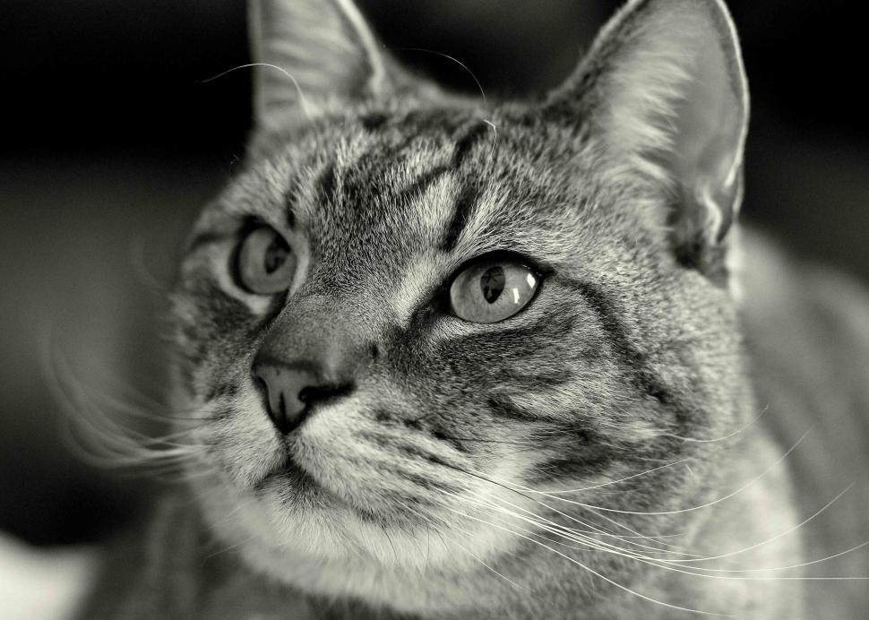 Free Image of Close-up of a tabby cat s face looking attentively in the distance 