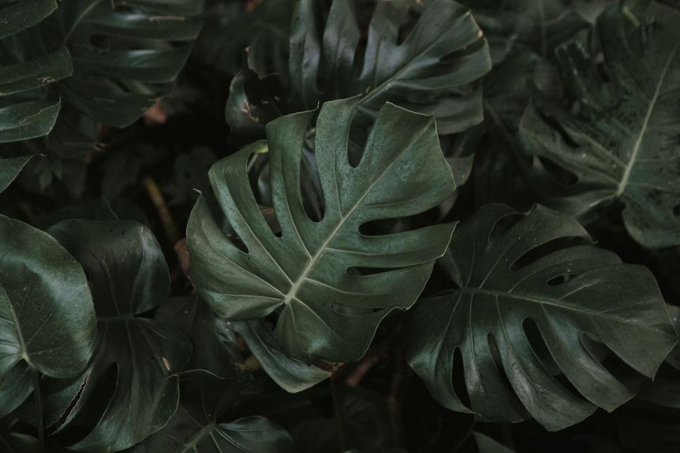 Free Image of Dense green monstera leaves plant foliage creating lush background 