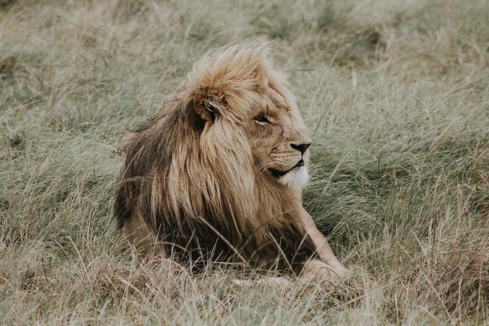 Free Image of Majestic lion resting in tall grass on a calm, overcast day. 