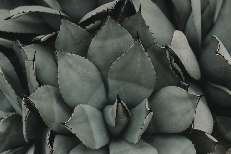 Free Image of Close-up of succulent plant leaves with spiky edges and patterns. 