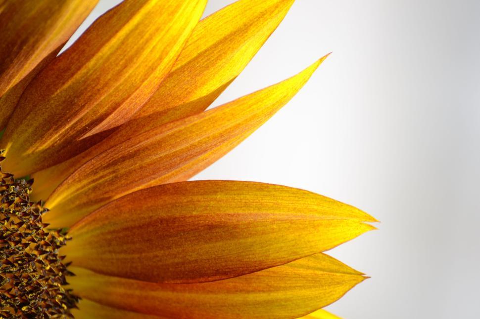 Free Image of Close-up of vibrant sunflower petals against a light background 