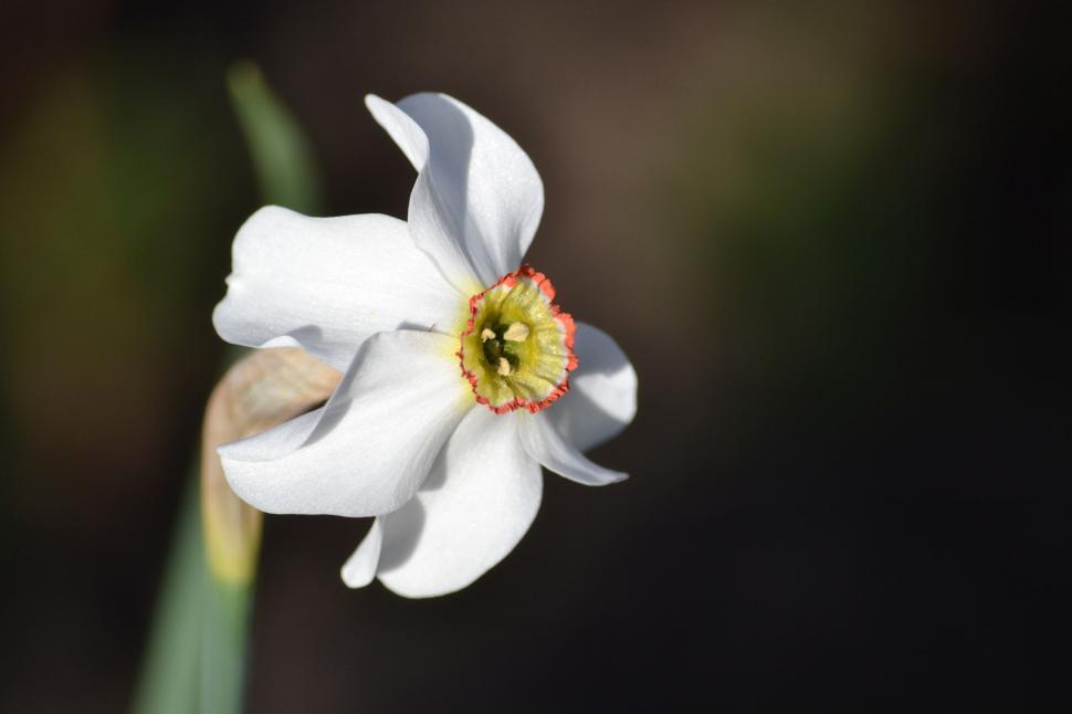 Free Image of Single white flower with red accents against a dark background 