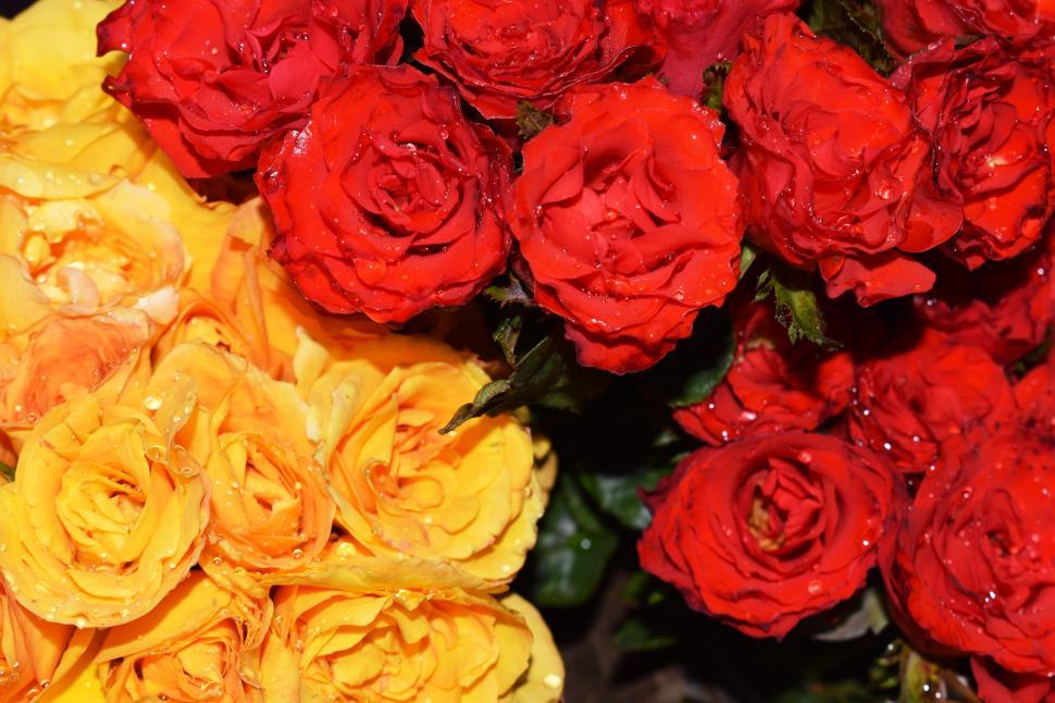 Free Image of Deep red and yellow roses with water droplets, close-up view 