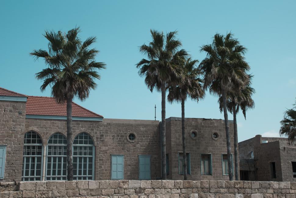 Free Image of Palm trees against historical building with blue sky backdrop. 