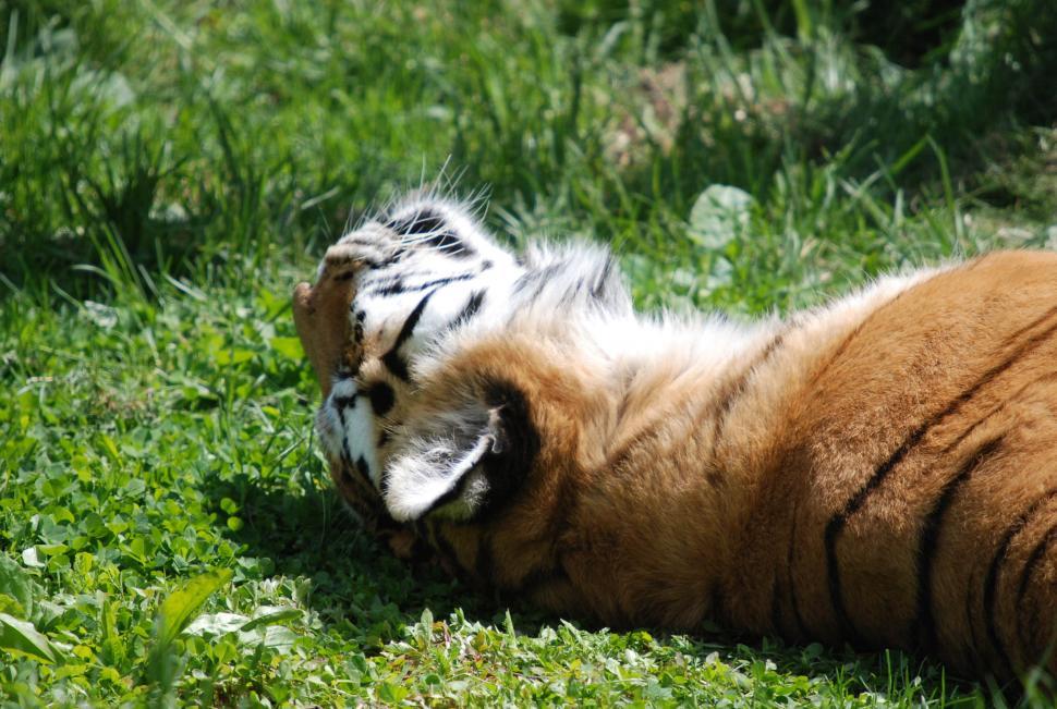 Free Image of Tiger 