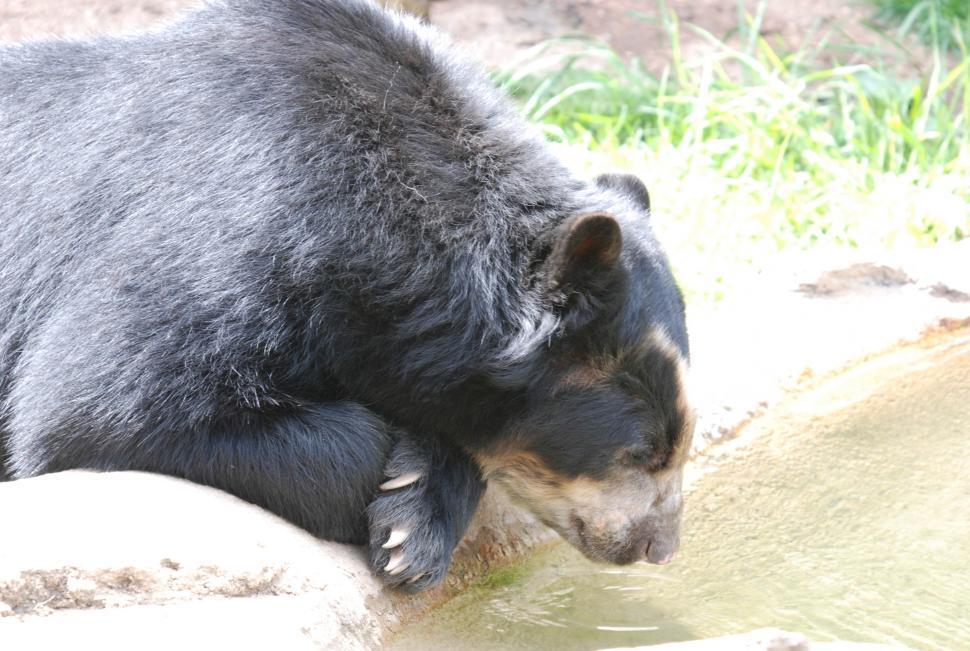 Free Image of Black bear 