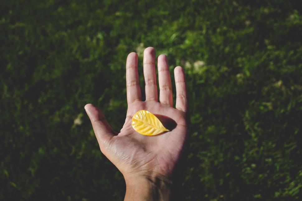 Free Image of Hand holding a bright yellow leaf over a lush green grass background 