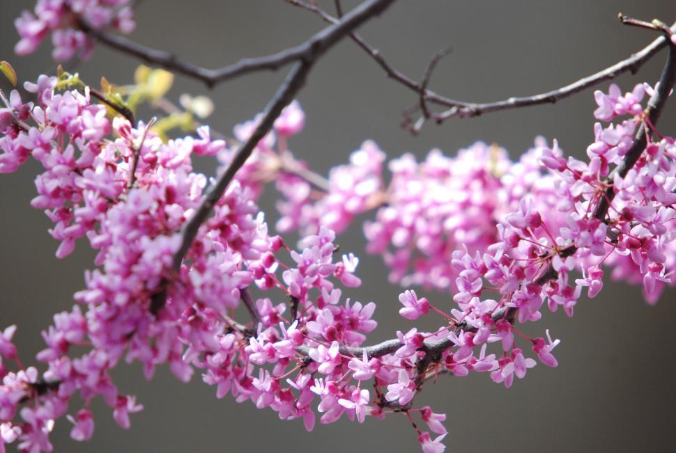 Free Image of Flowering branch 
