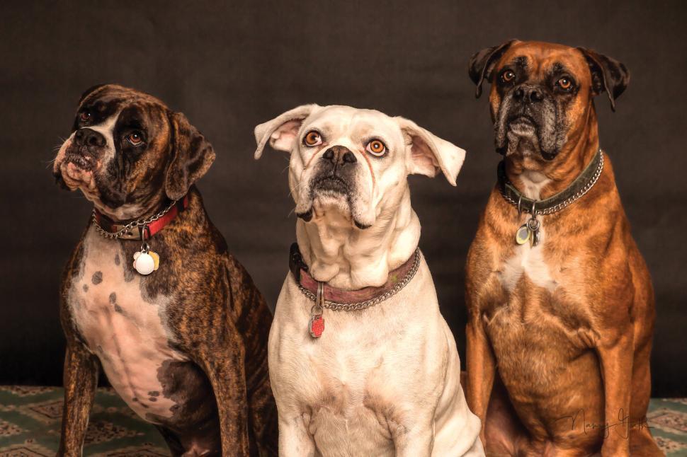 Free Image of Three dogs posing together with different unique expressions 