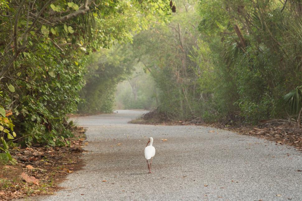Free Image of Bird walking down a serene forest path with lush green foliage 