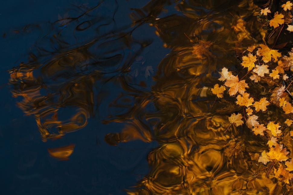 Free Image of Golden leaves floating on water reflect a mesmerizing autumn scene. 