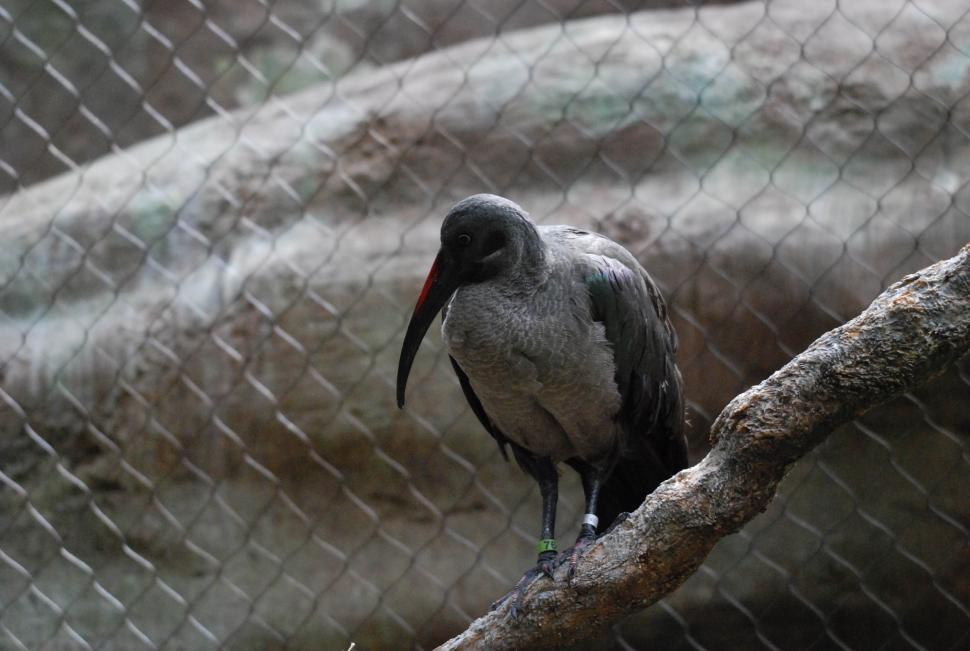 Free Image of Hadada ibis 
