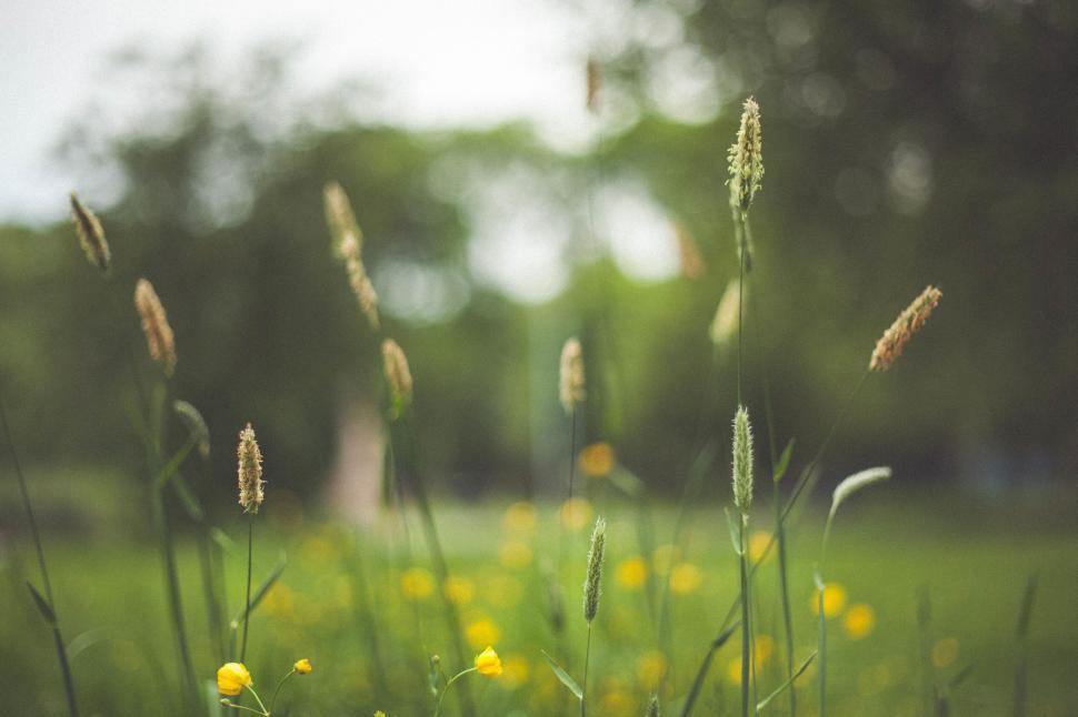 Free Image of Wild grasses and yellow flowers stand tall against a green backdrop. 