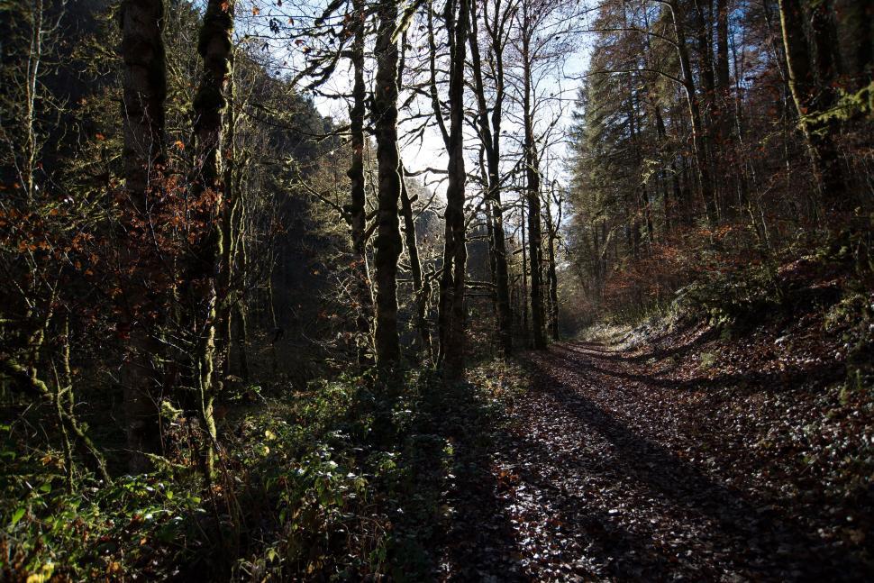 Free Image of Sunlight piercing through a dense forest creating contrasting shadows 