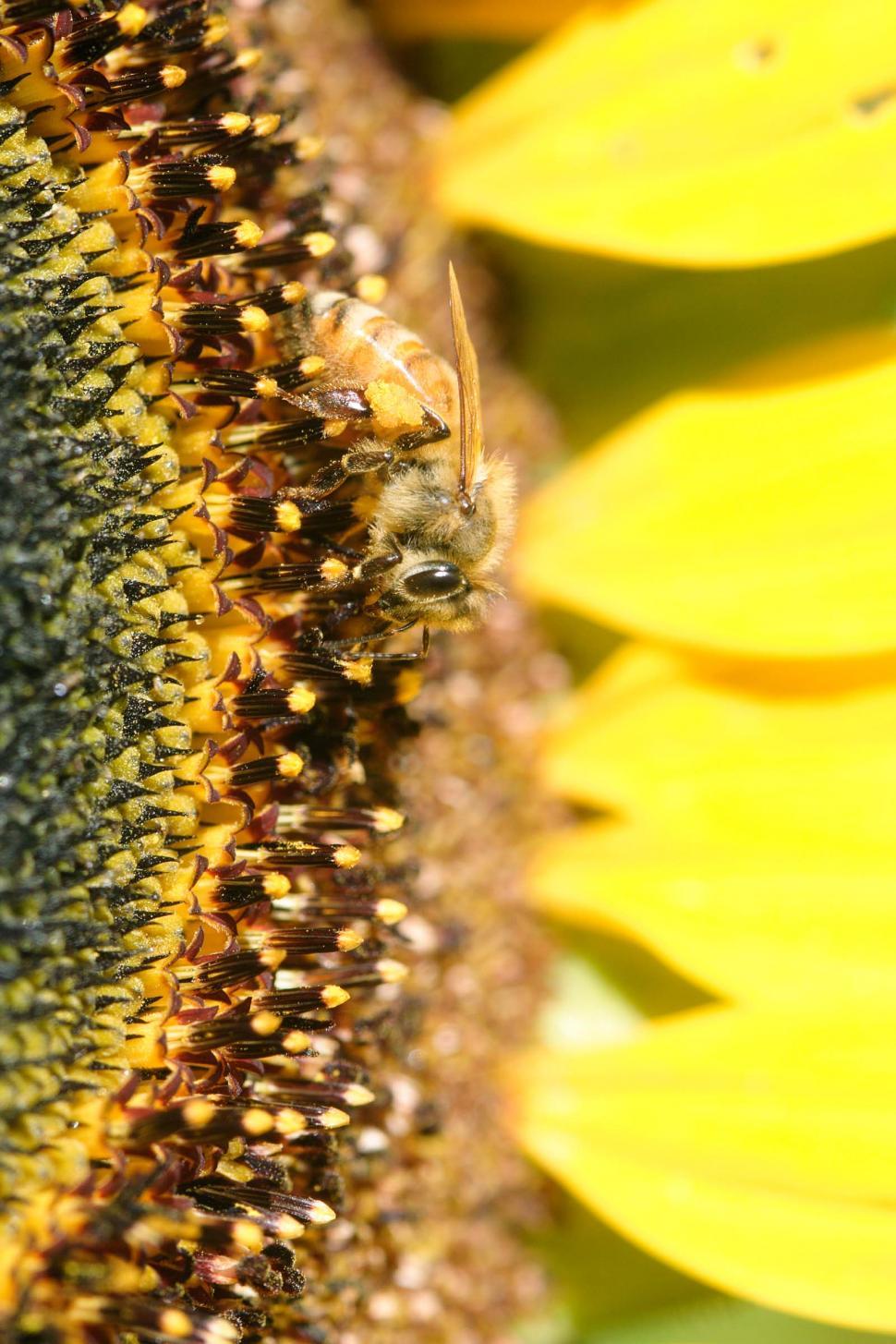Free Image of Bees on a sunflower, close up 