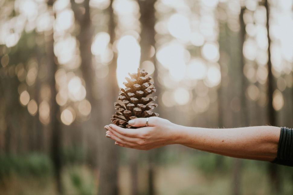 Free Image of Hand holding pinecone in forest with blurred background of trees. 