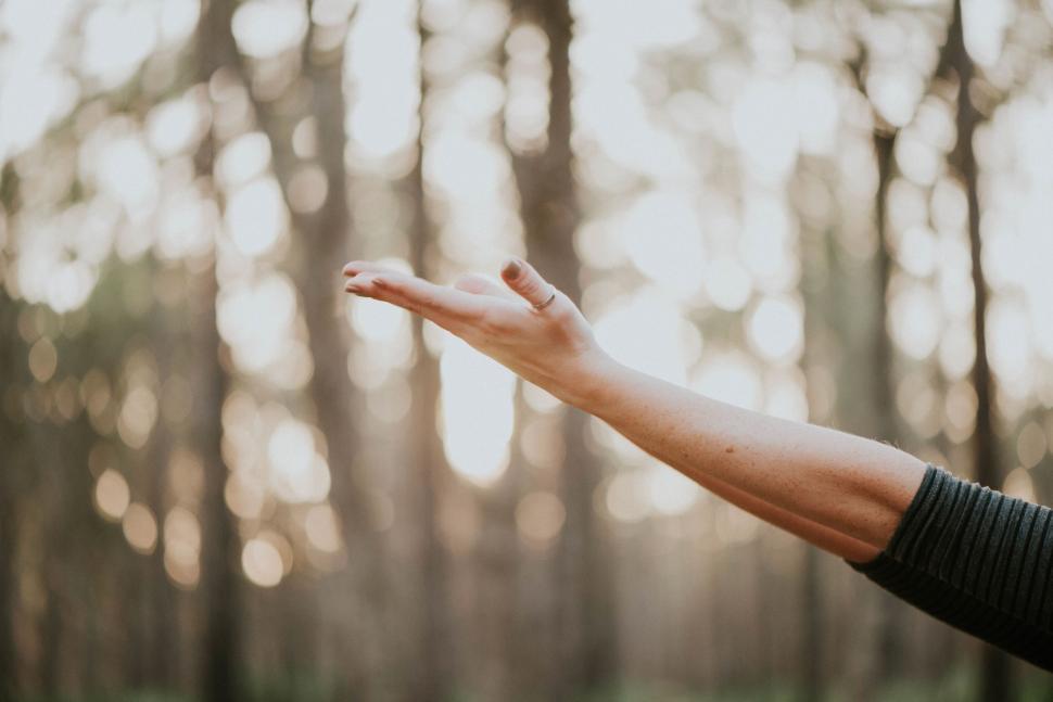 Free Image of Empty hand in forest with blurred background in a natural setting. 