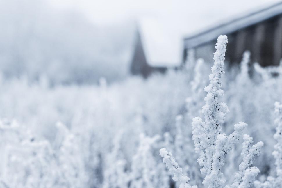 Free Image of Snow-covered landscape with plants and distant buildings in winter. 