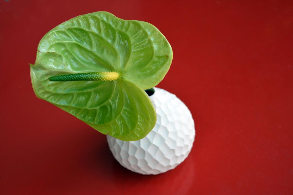 Free Image of Green leaf in white vase contrasting against a vibrant red background. 