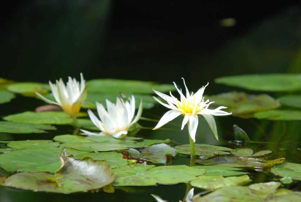 Free Image of Lotus flower 