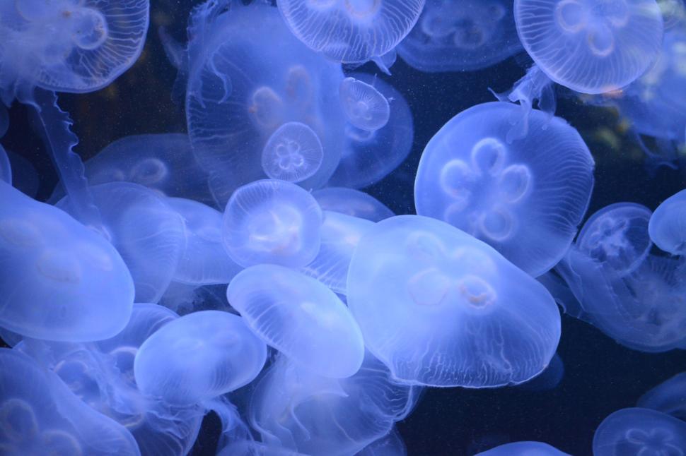 Free Image of A cluster of transparent jellyfish floating in deep blue waters 
