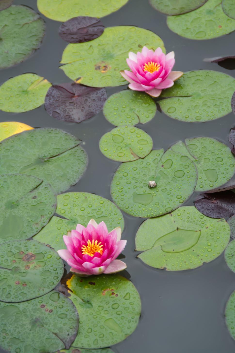 Free Image of Beautiful pink water lilies floating amongst green lily pads in a pond 