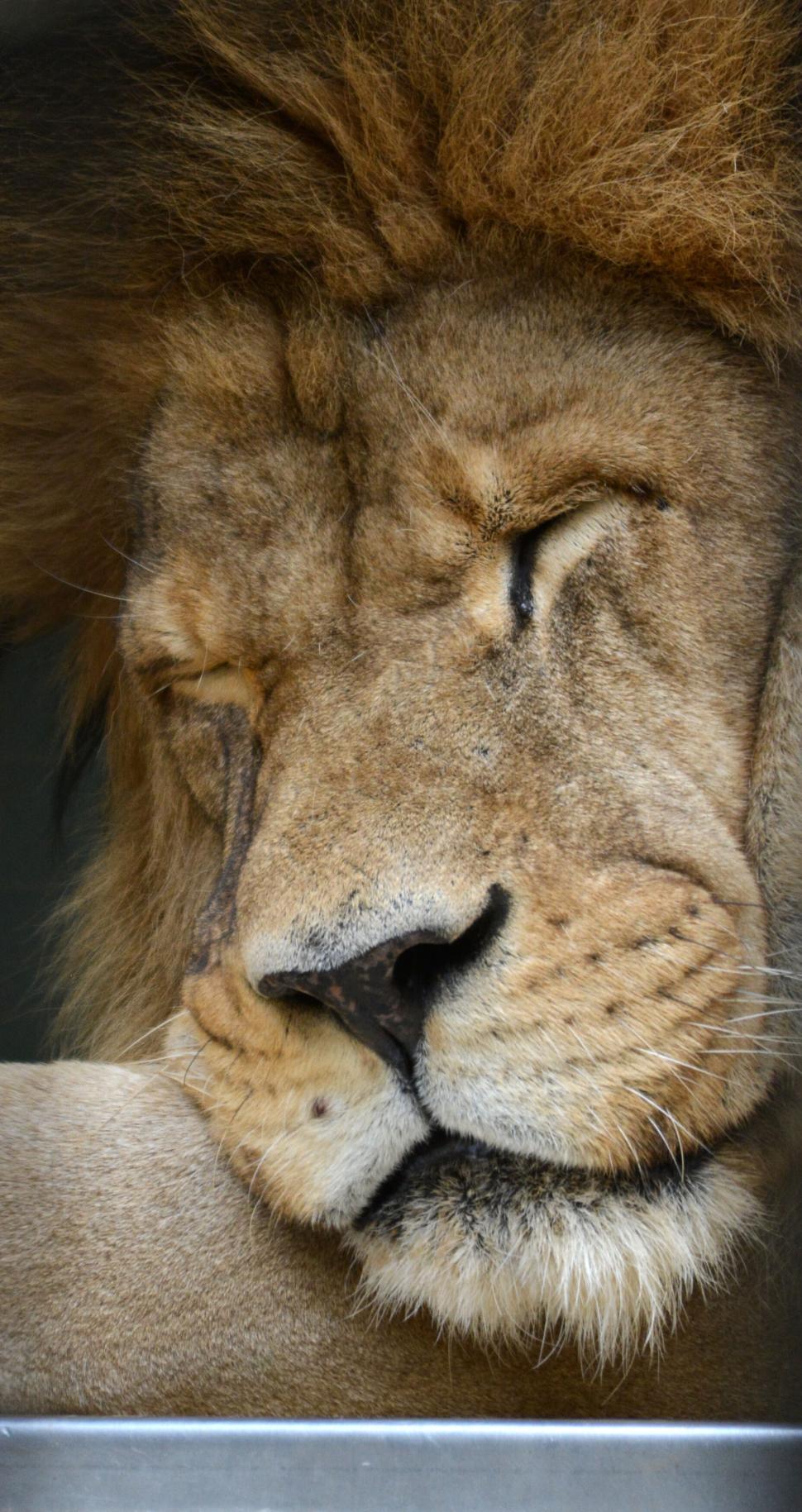 Free Image of Close-up of a majestic lion peacefully resting with closed eyes. 