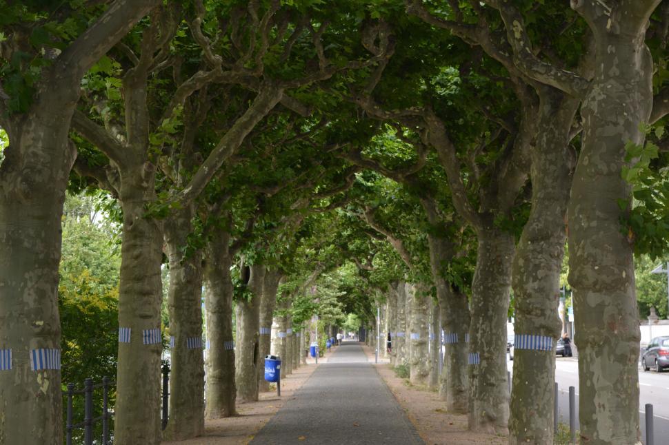 Free Image of Tree-lined pathway in urban area providing shade and calm ambiance. 
