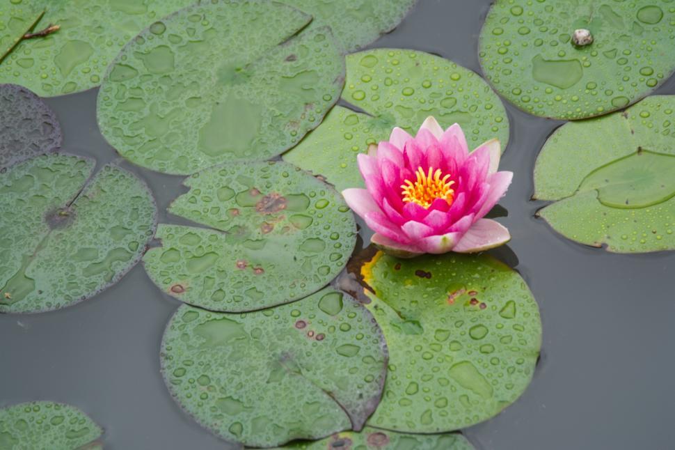 Free Image of Vibrant pink lotus bloom surrounded by green water lily pads. 