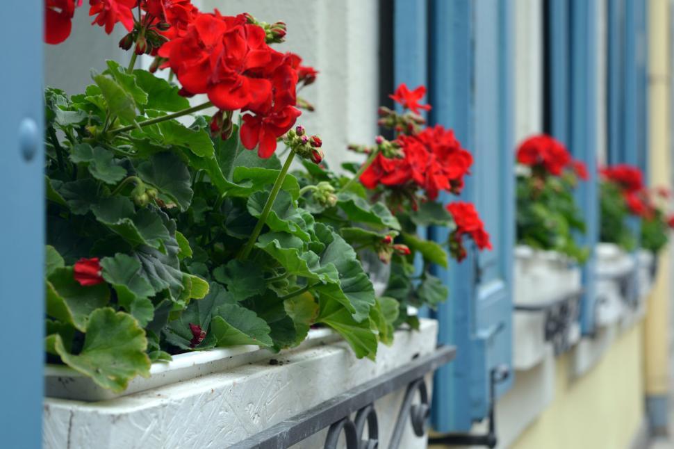 Free Image of Red geranium flowers in window boxes on a vibrant blue-windowed house. 