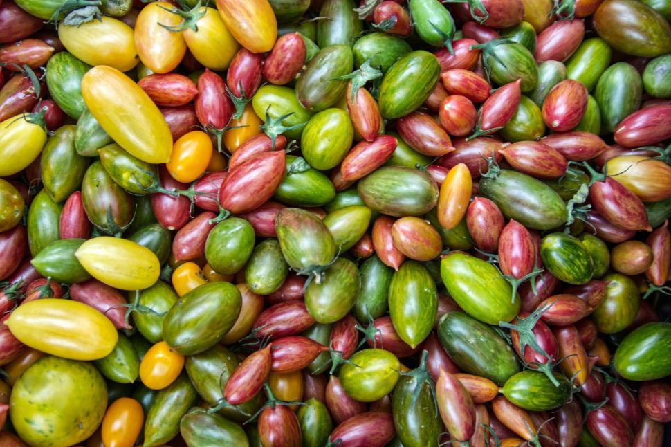 Free Image of Colorful assortment of various ripening tomatoes, close-up 