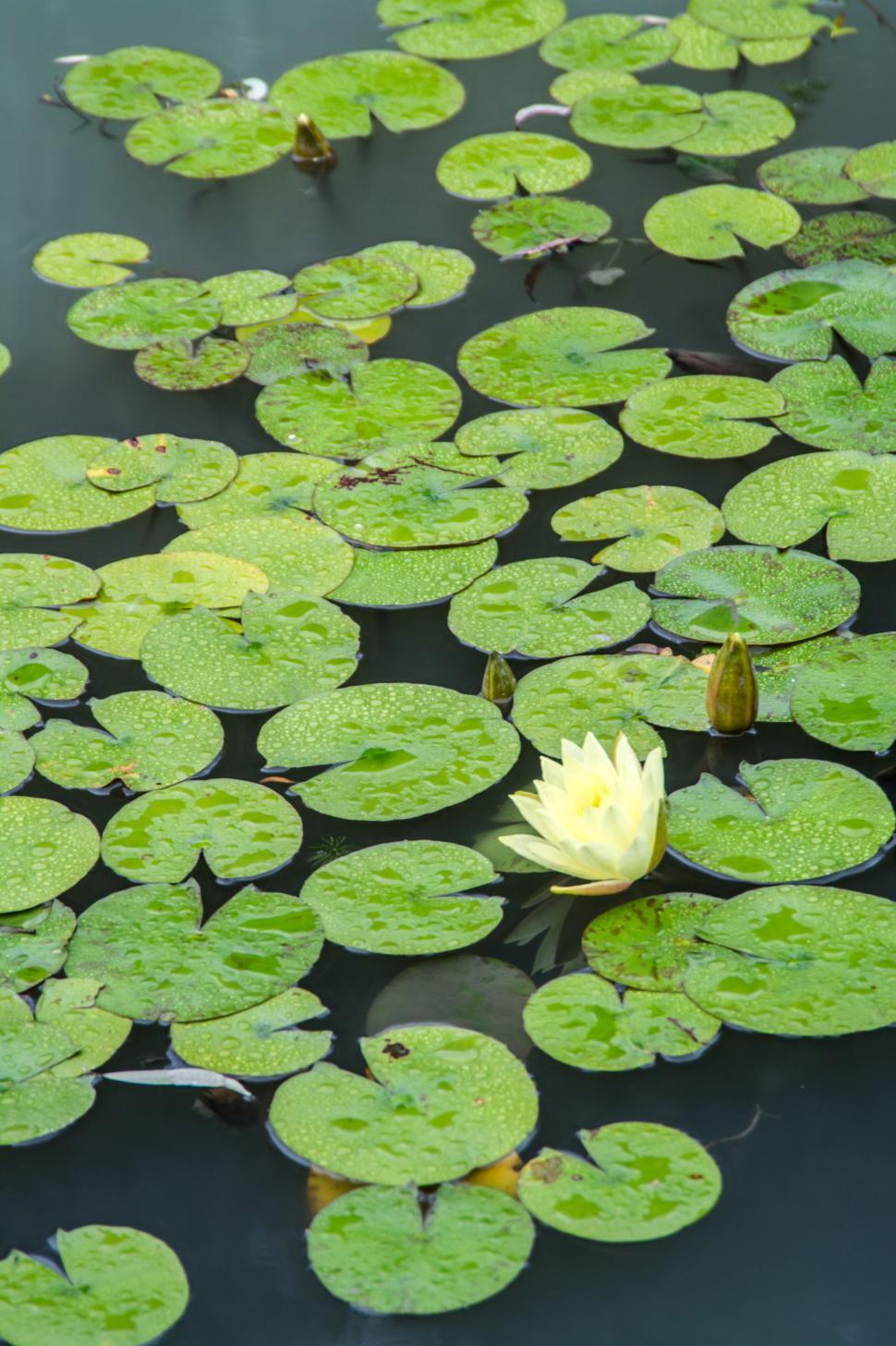 Free Image of Serene lily pads with a single yellow flower on water 