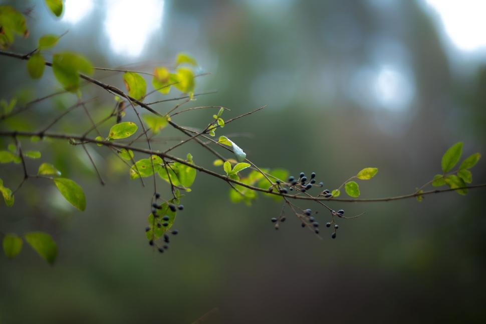Free Image of Lush green branch with berries in a natural setting 