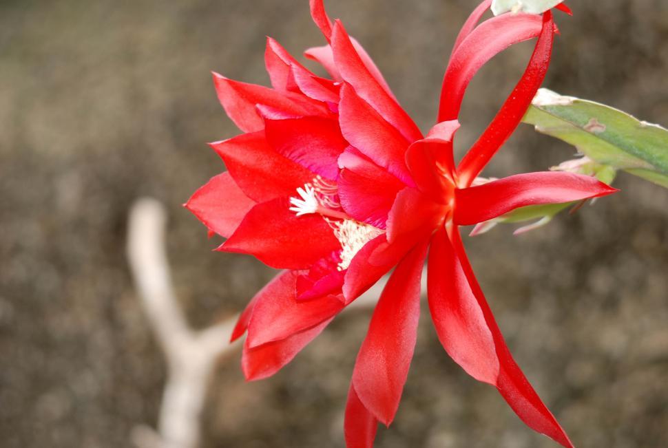Free Image of Red flower 