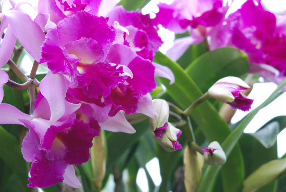 Free Image of Pink flowers 